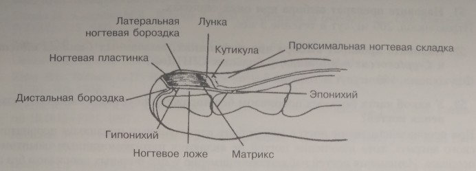 Ногтевое ложе и другие структуры ногтя на пальце ноги